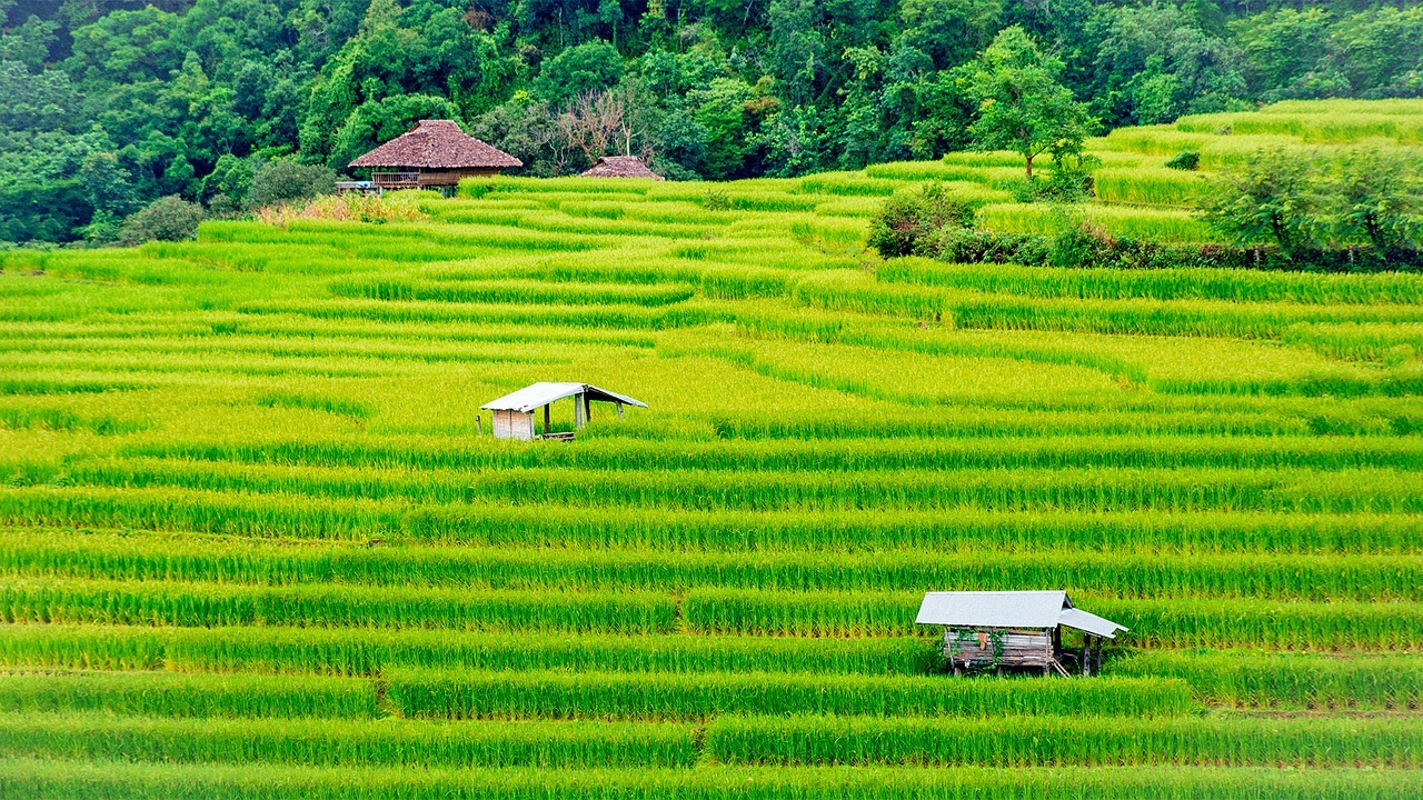 British expats in Thailand